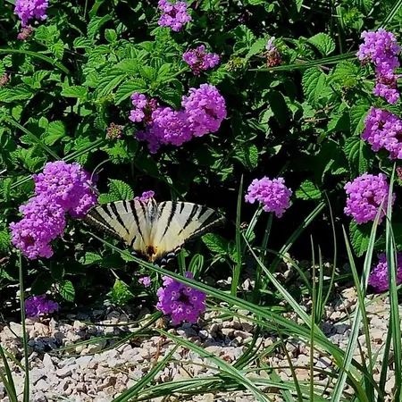 Lachorisia Tatil Evi Soleto