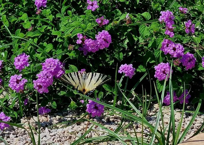 Lachorisia 別荘 Soleto